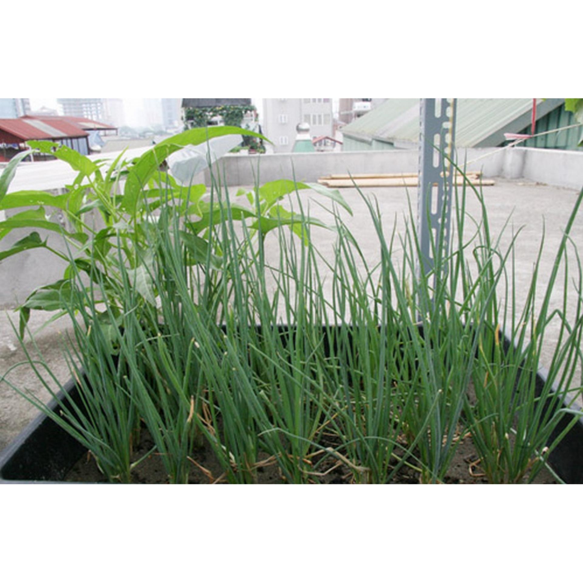 1g Hạt giống Hành lá