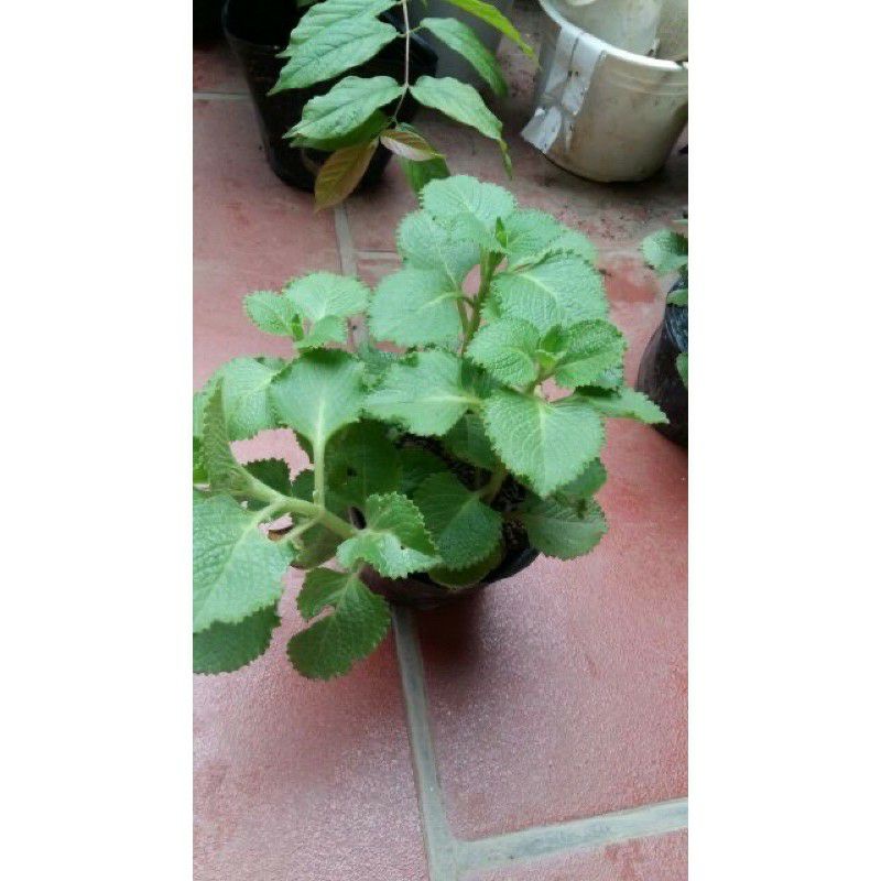 Cây tần dày lá, cây húng chanh