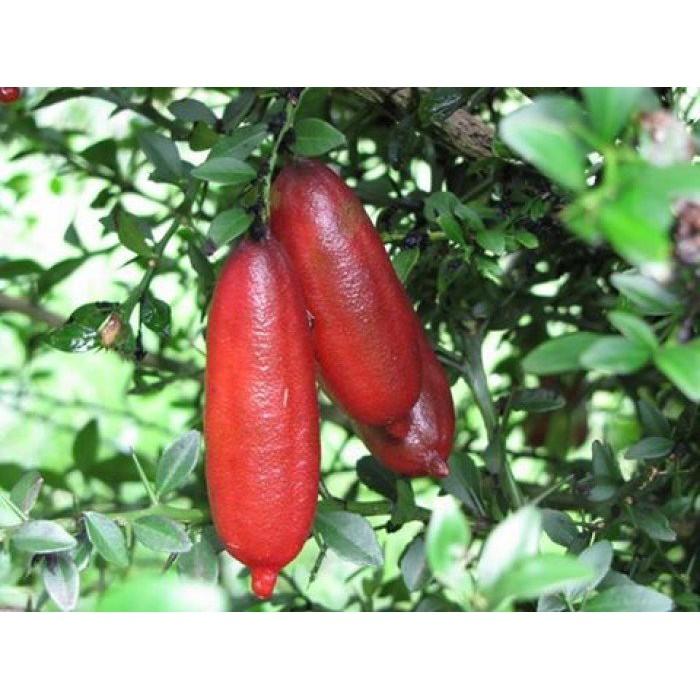 Cây giống chanh ngón tay siêu quả, dòng quả sớm, cam kết chuẩn giống f1