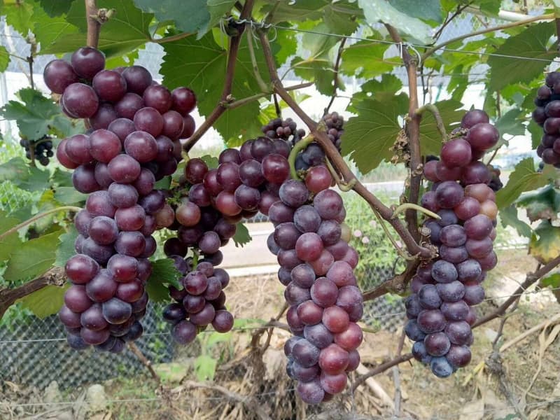 Cây nho giống  Hạ Đen Không Hạt