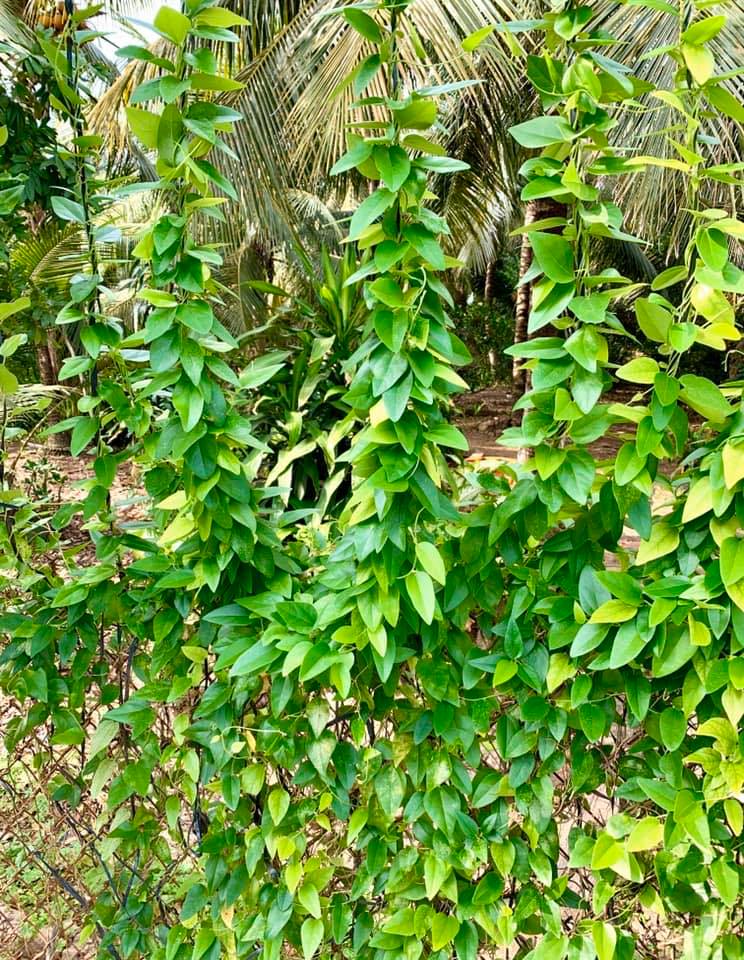 Hạt giống cây lá giang - Gói 10 hạt