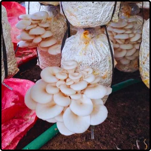 Phôi nấm Sò (01 kiện hàng 06 bịch)