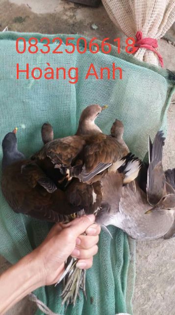 LƯỚI BẪY CHIM ĐÊM 7P.CAO 5,5M SỌI 20MM