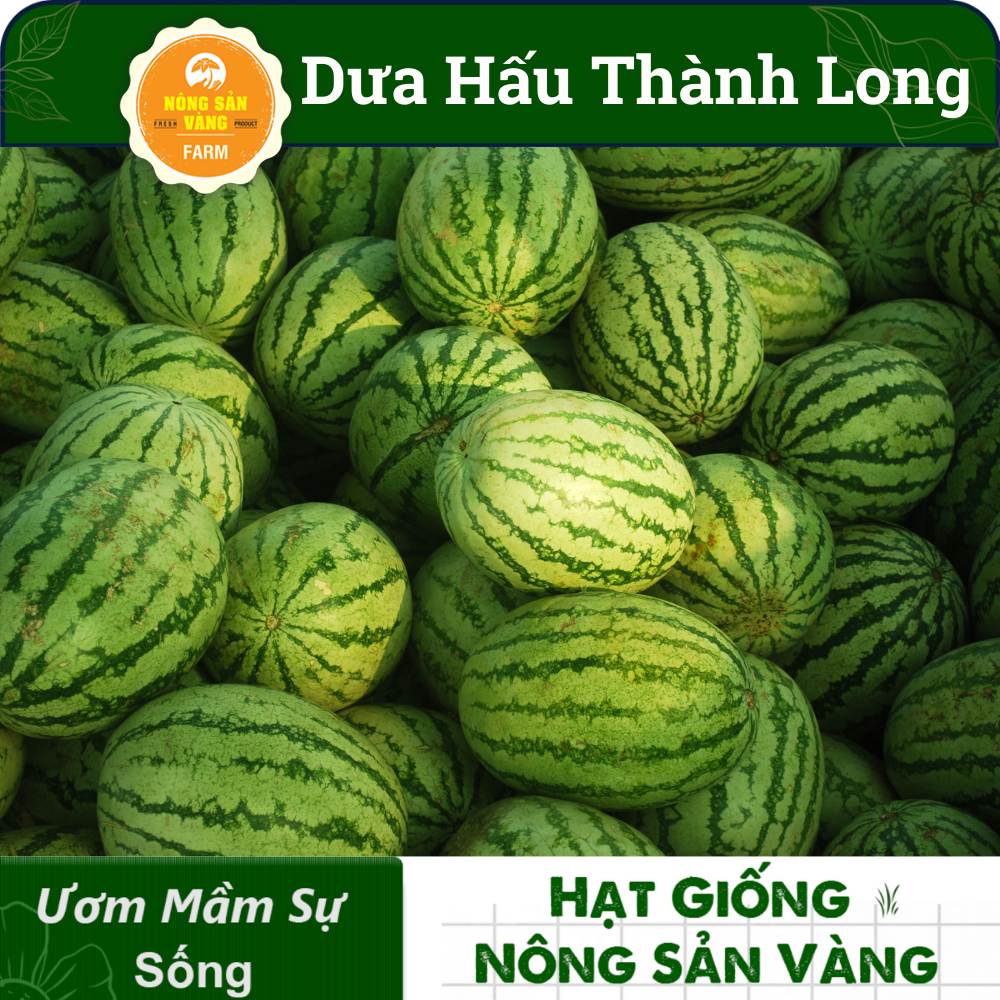 Hạt Giống Dưa Hấu Thành Long (Dưa Mĩ) ( Gói 10 Hạt), siêu ngọt, siêu ngon - Nông Sản Vàng