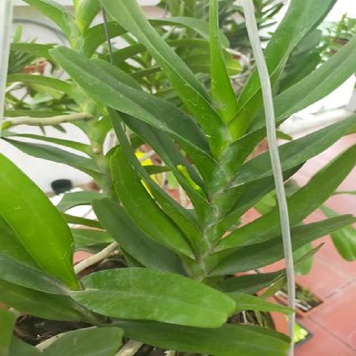 Sản Phẩm Hoa lan giáng hương hoàng nhạn tháng 4 ( cây to 45cm)