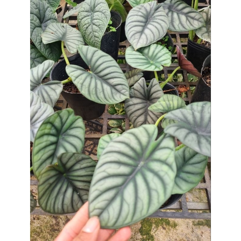 Cây Alocasia Nebula