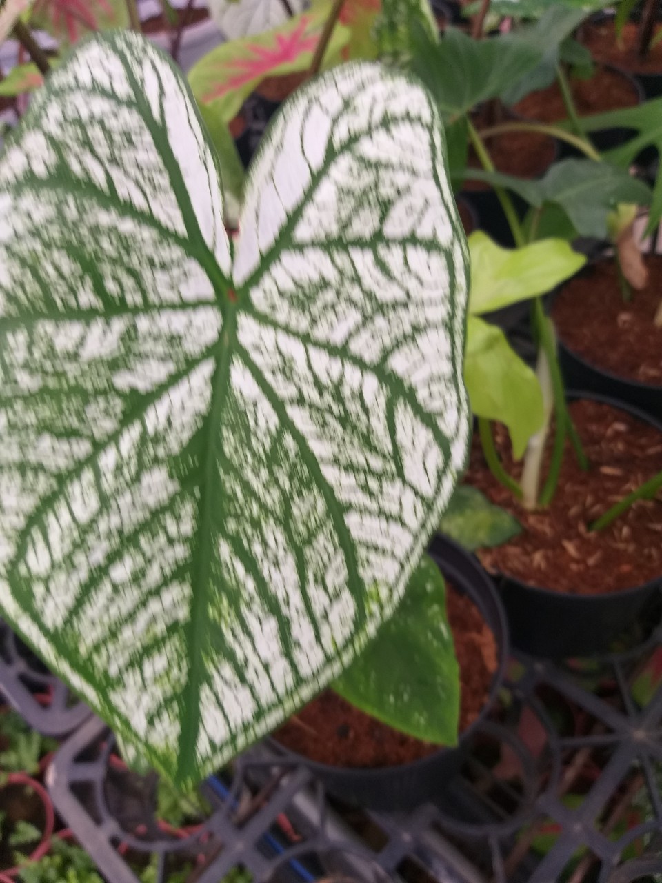 Môn Alocasia White chirstmas