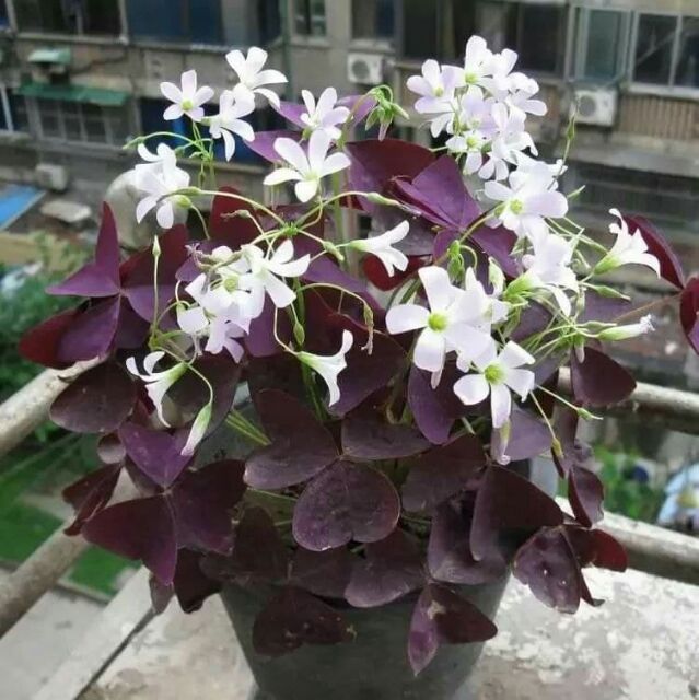Củ Hoa Bướm Đêm Củ Bán H4