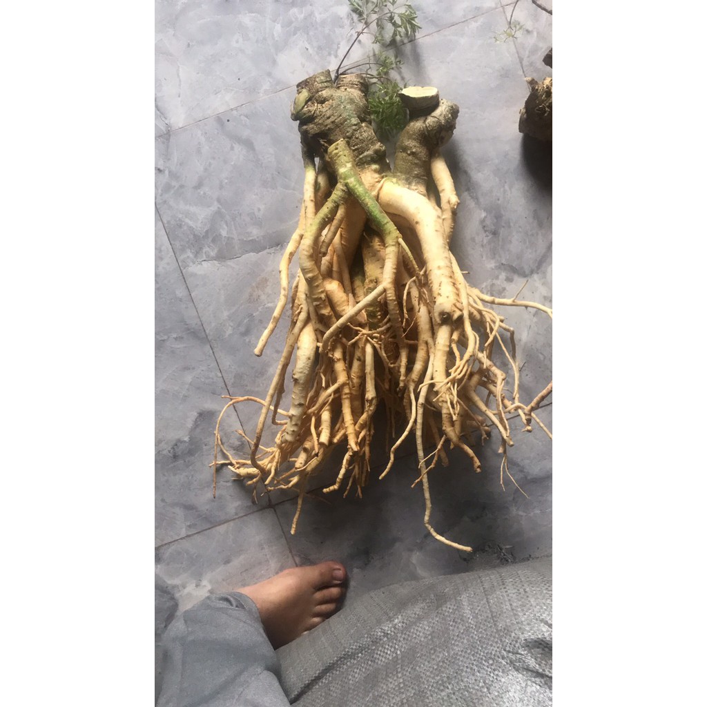 Củ Đinh Lăng 3kg (3kg/ 1 củ)