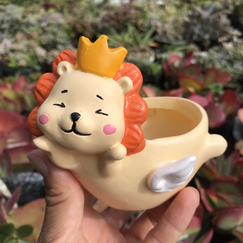 CHẬU SƯ TỬ 🦁 SIÊU XINH 🍖 LỖI 1 ĐỔI 1