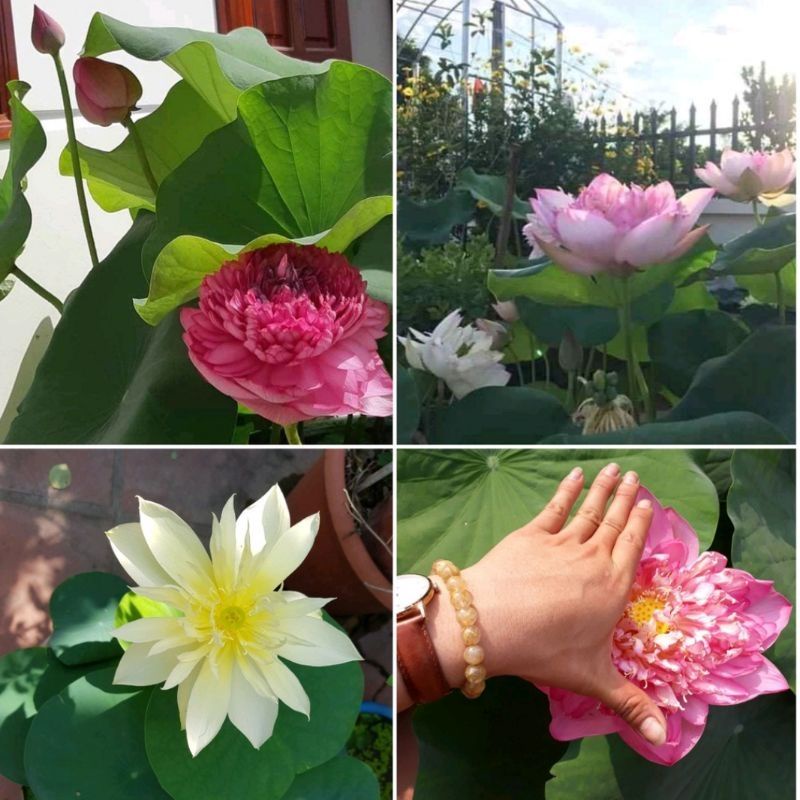 [3 hạt] Sen Bách Diệp Trăm Cánh ( Chọn Màu )