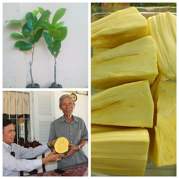 Cây giống Mít Không Hạt Ba Láng chuẩn giống