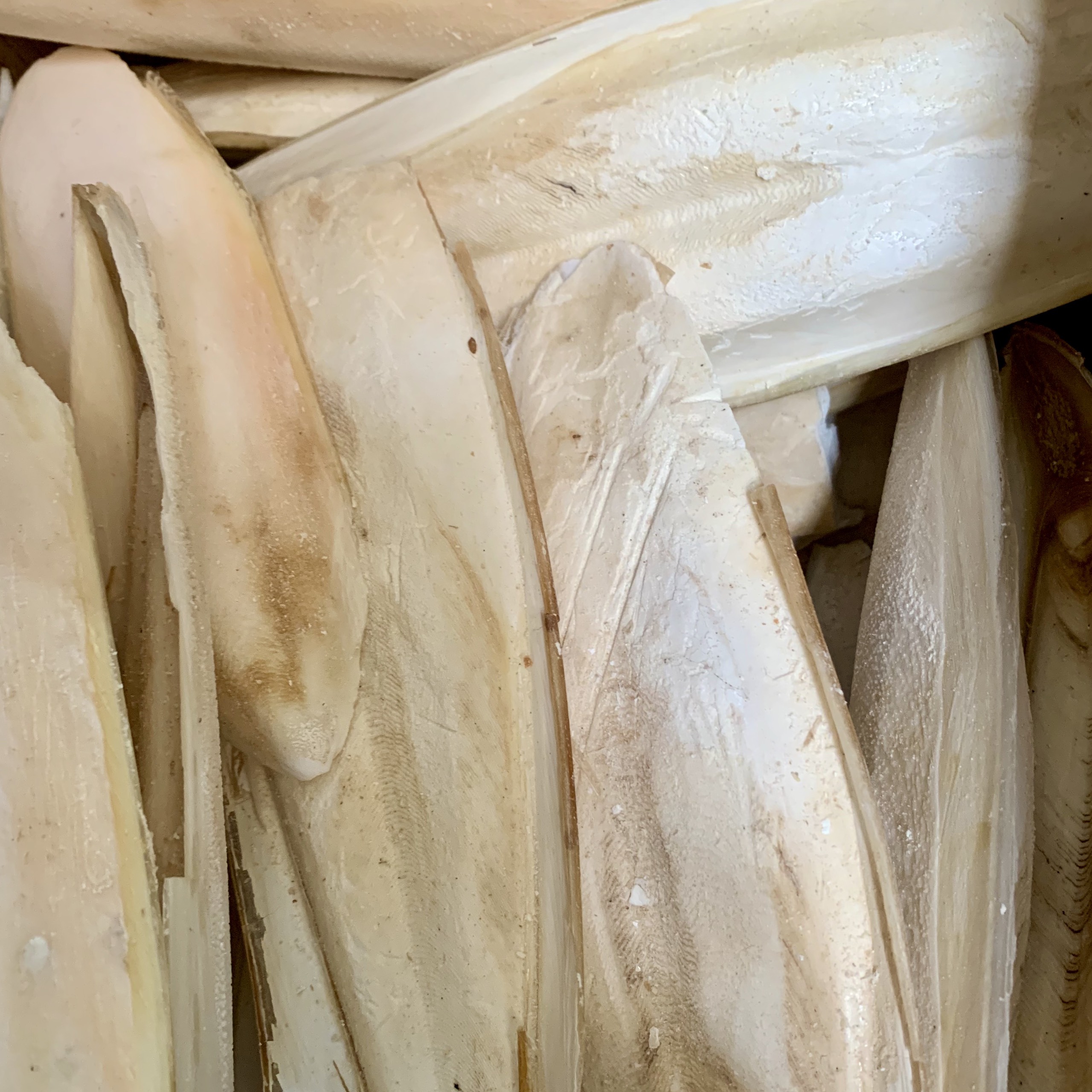Nang mực { mai mực} 100g- Thức ăn cho chim