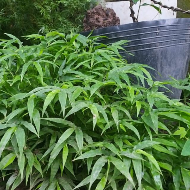 Cây thủy sinh cỏ lá tre, tre nước, trúc nước- 1 khóm cây giống