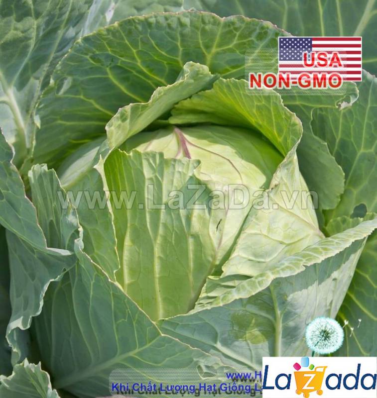 1Gr Hạt Giống Bắp Cải Quận Chặt Đậm Đà Copenhagen (A5.204| C46*W51*M021)