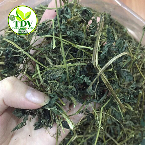 500g Trà Giảo Cổ Lam Sapa  Loại 1 hạ huyết áp, trường sinh bất lão