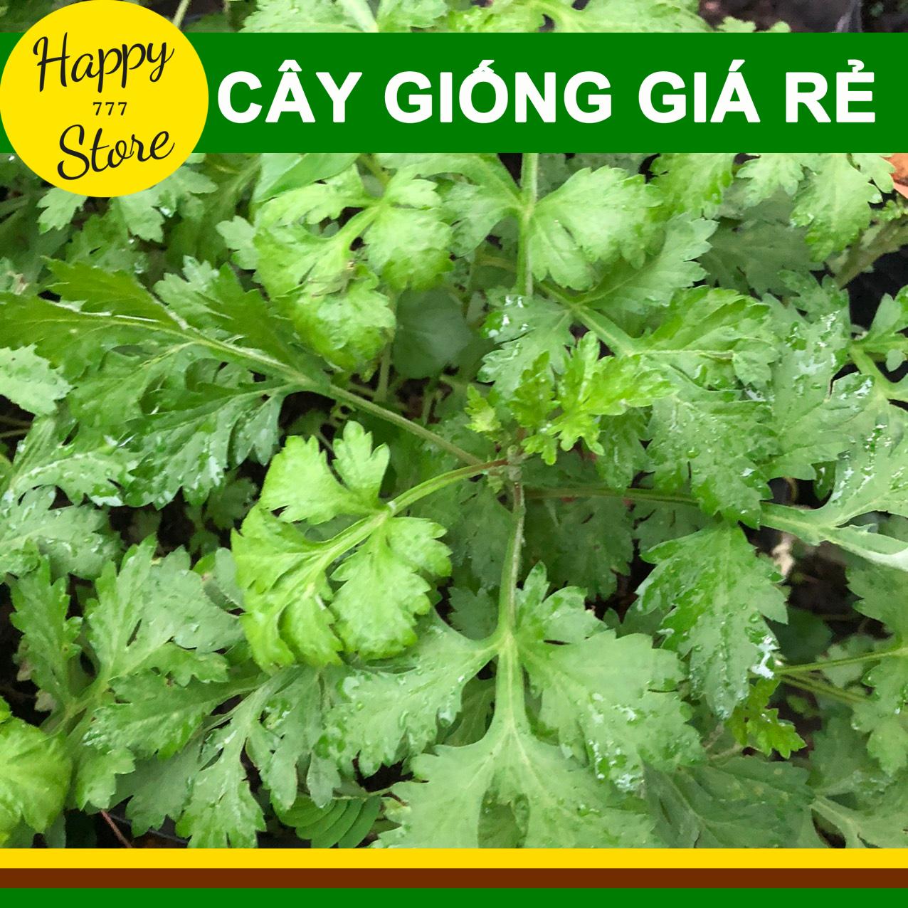 Cây Ngải Cứu (Chậu 3 Cây) HAPPY_STORE