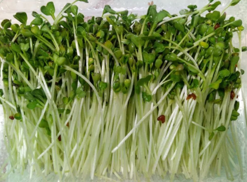 HẠT MẦM CỦ CẢI TRẮNG - GÓI 20 GRAM