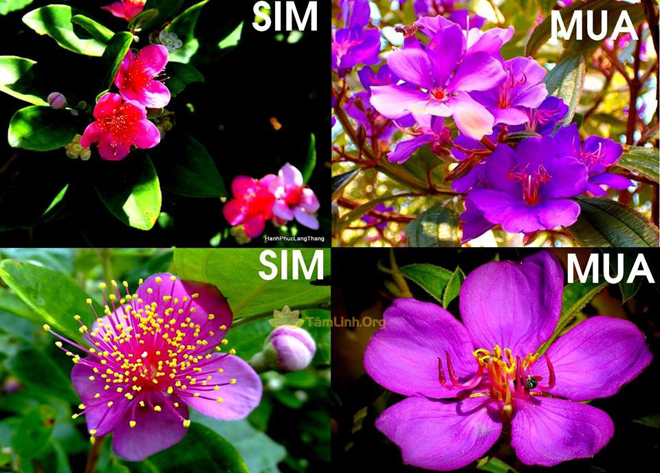 CHẬU HOA SIM TÍM THÁI LAN SIÊU ĐẸP