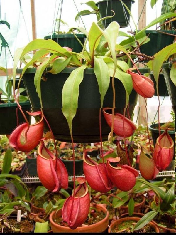 Hạt giống hoa Nắp ấm