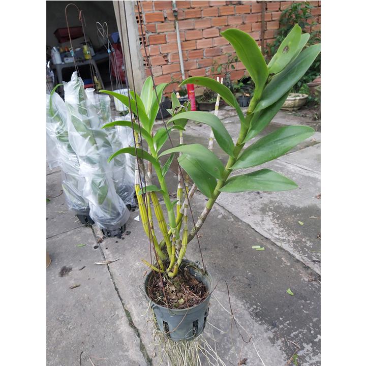 [HCM]cây lan denro nắng [ cây trưởng thành ]