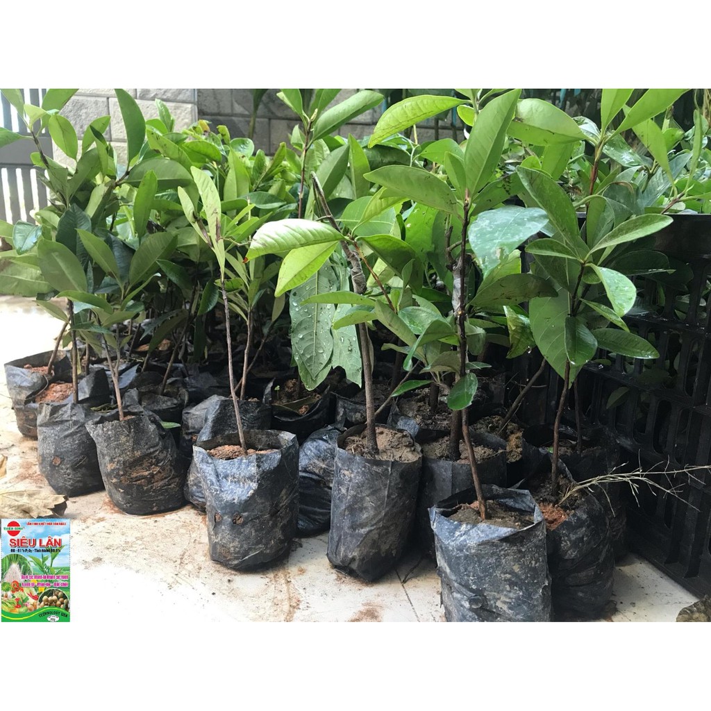 [Chuẩn Giống F1] CÂY GIỐNG CHERRY BRAZIL