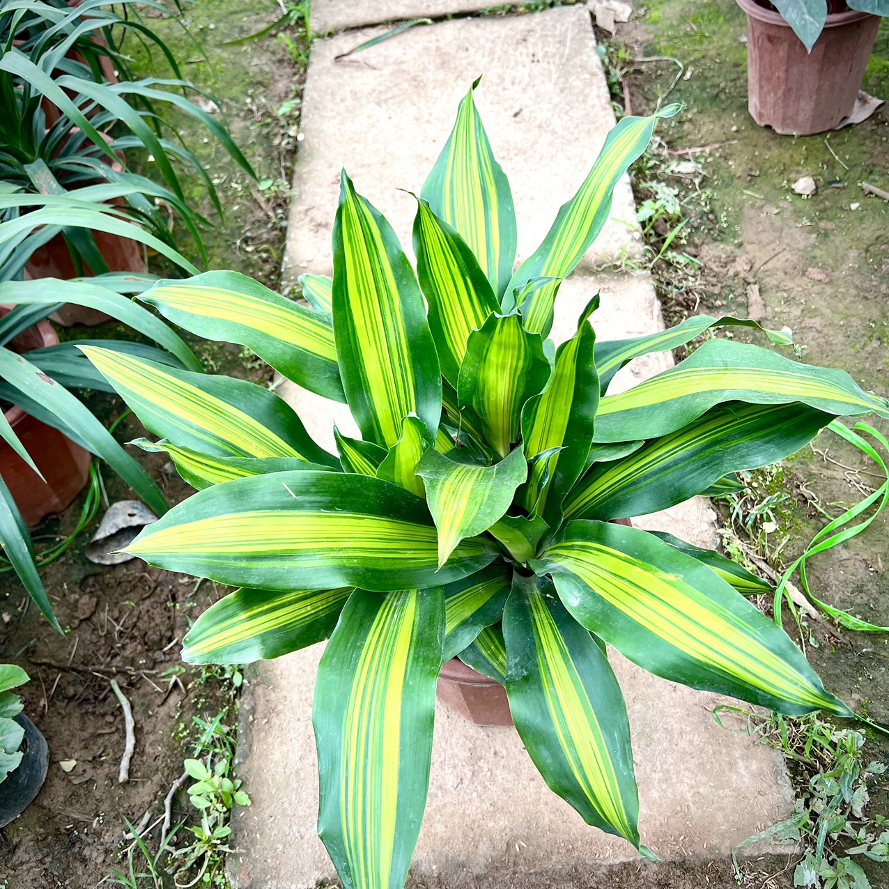 Chậu ba cây thiết mộc lan tam lộc