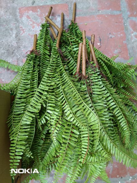 Cành dương sỉ 12 nhánh 075