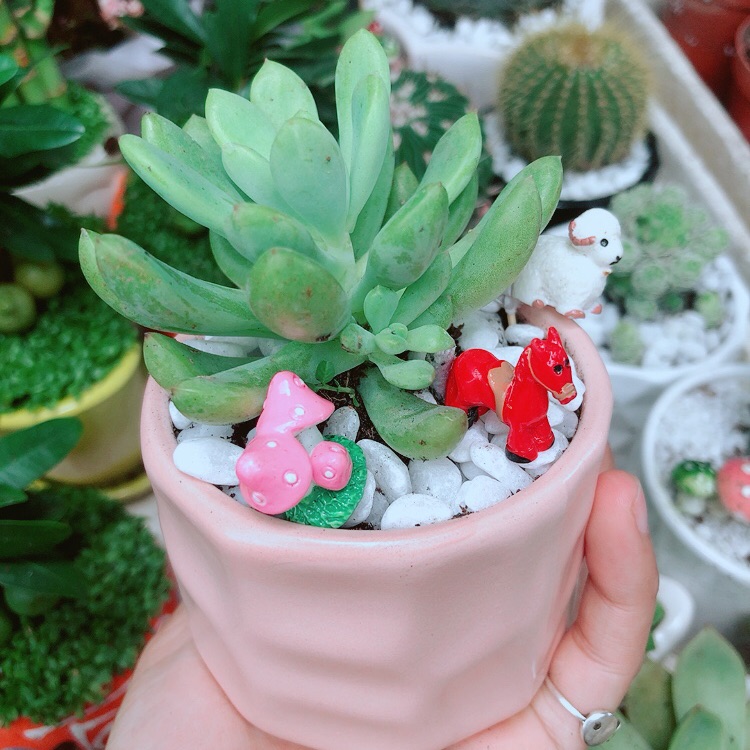 Chậu sen đá tiểu cảnh