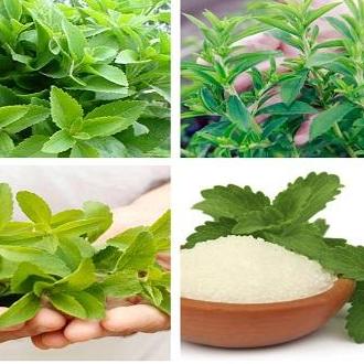 Trà cỏ ngọt toàn lá 500gr