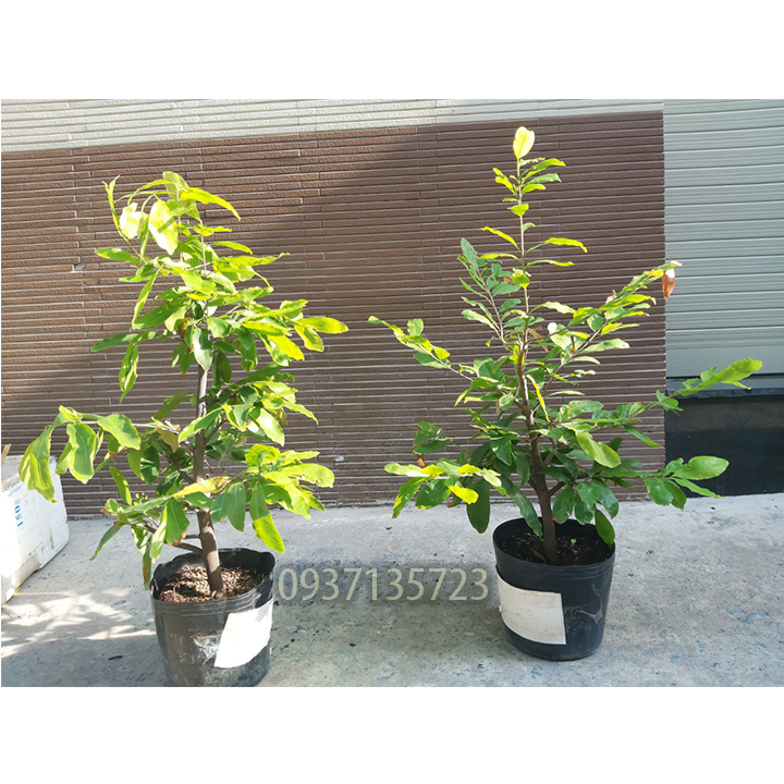 [HCM]cây mai vàng cây  trung ( mai giảo từ 6-12 cánh )