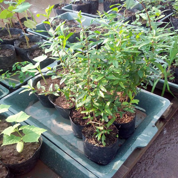 Cây giống LỰU ĐỎ