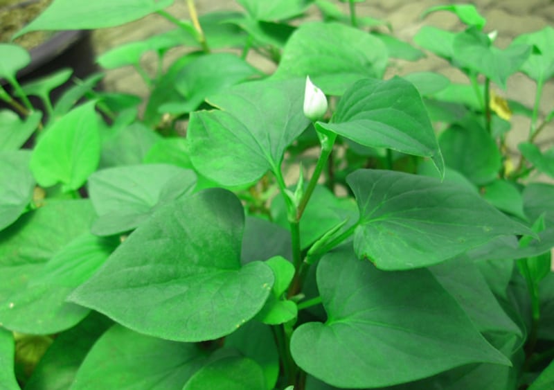 CÂY RAU DIẾP CÁ - BẦU CÂY GIỐNG NHIỀU THÂN