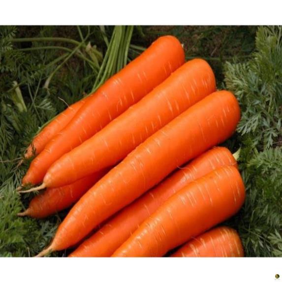 Hạt Giống Cà Rốt Shin Kuroda - Gói 5 Gram