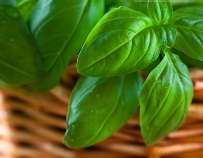 Hạt giống basil xanh