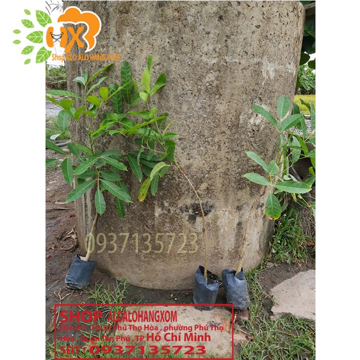 [HCM]Combo 5 cây xà cừ -cây giống
