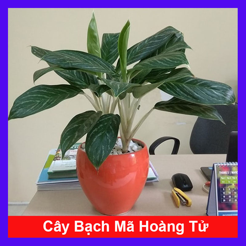 Cây Bạch Mã Hoàng Tử - Cây cảnh trong nhà