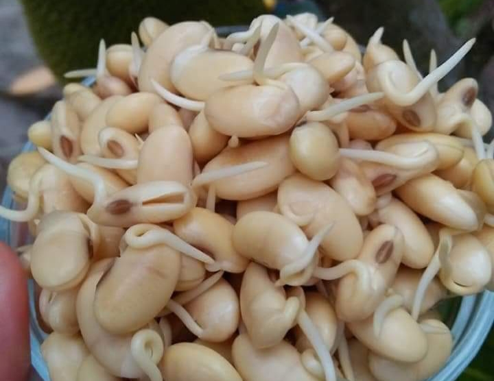 Trà Mầm Đậu Nành