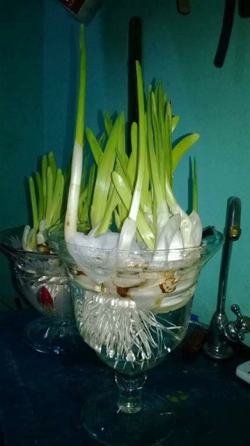Củ hoa thủy tiên nước trồng tết