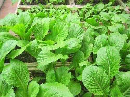 Gói 20g hạt giống cải bẹ xanh mỡ