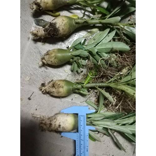 [HCM]Củ sứ kim tự tháp giống acayda (loại dẻ nhánh một cốt)