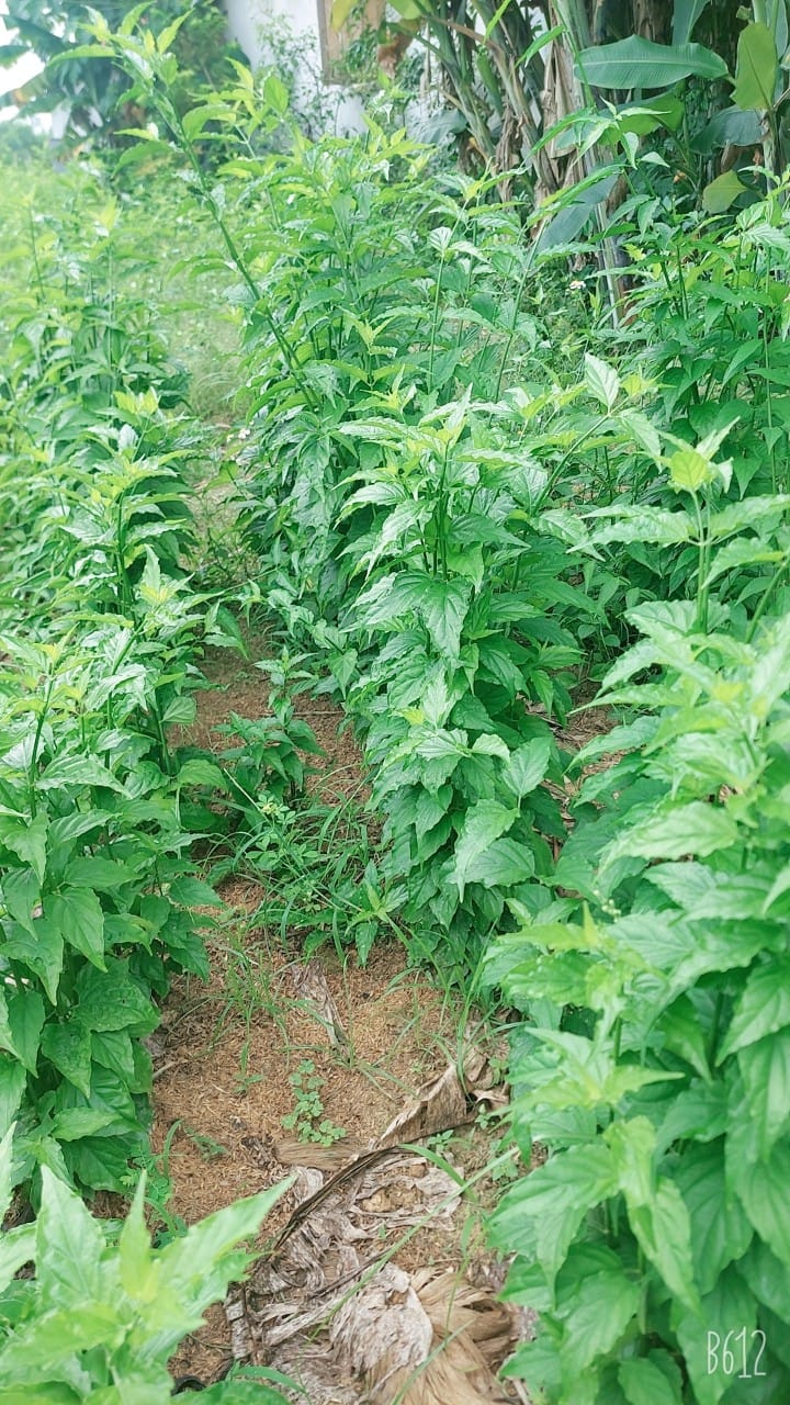 cây xương khỉ