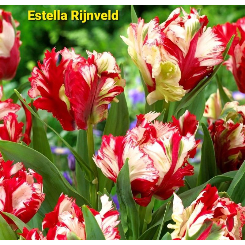 Củ giống hoa Tulip đơn - Hà Lan