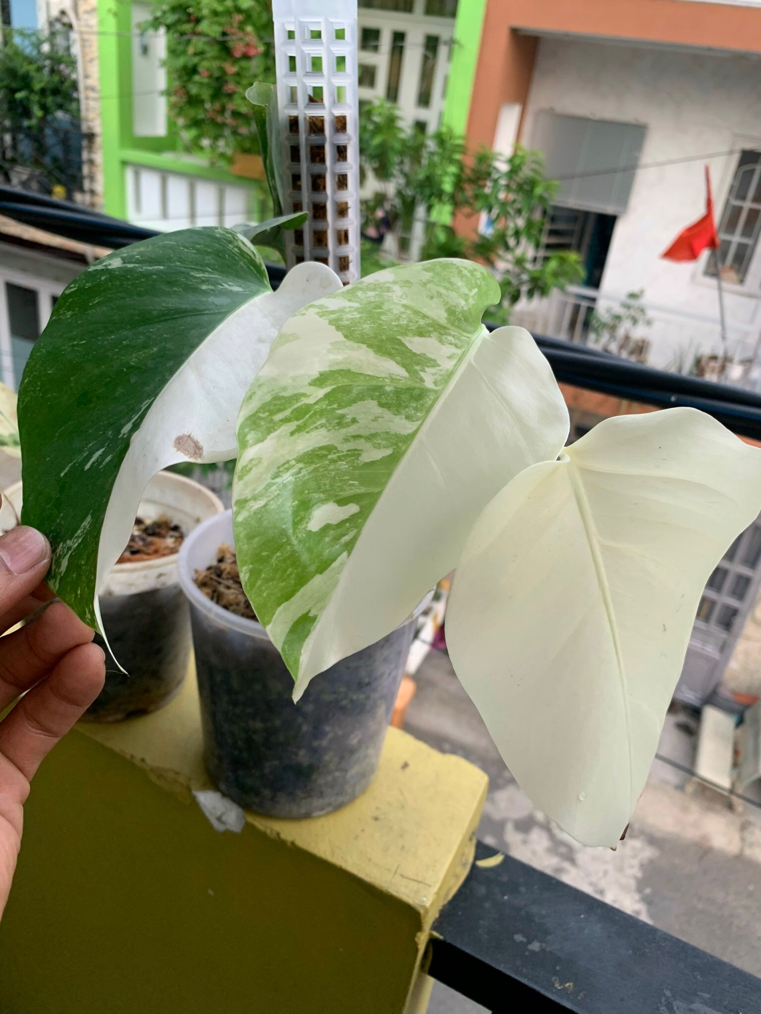 Trầu Bà Lá Xẻ Var (Monstera Albo)