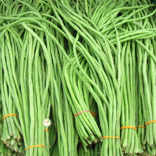 Hạt giống đậu đũa xanh cao sản - gói 20gram
