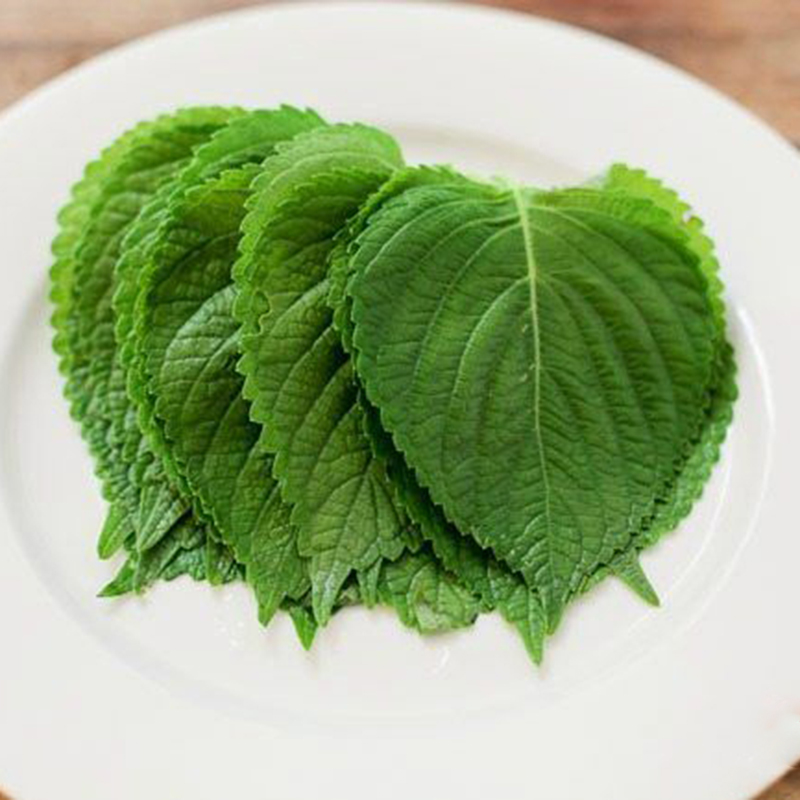 Hạt giống rau thơm mè hàn quốc Rạng Đông