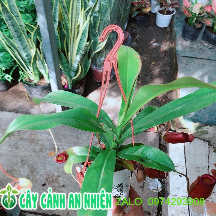 Chậu cây nắp ấm bắt côn trùng