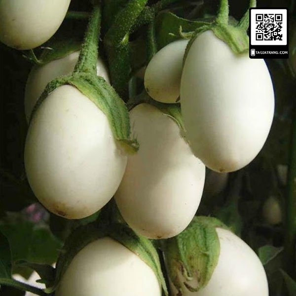 Hạt giống cà trứng ngỗng - Gói 0.5g