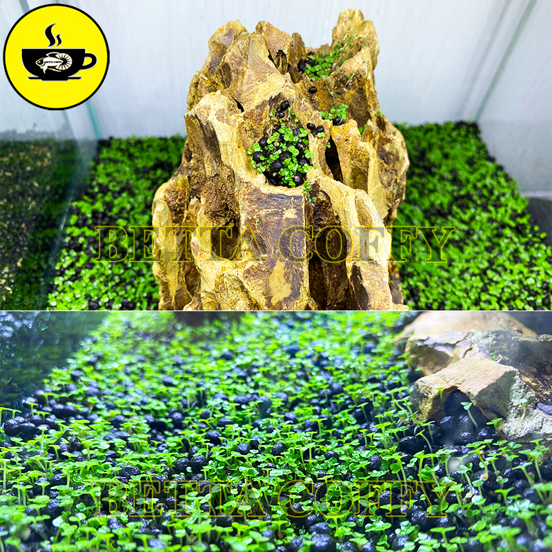 Phân Nền - Đất Nền trồng cây thủy sinh