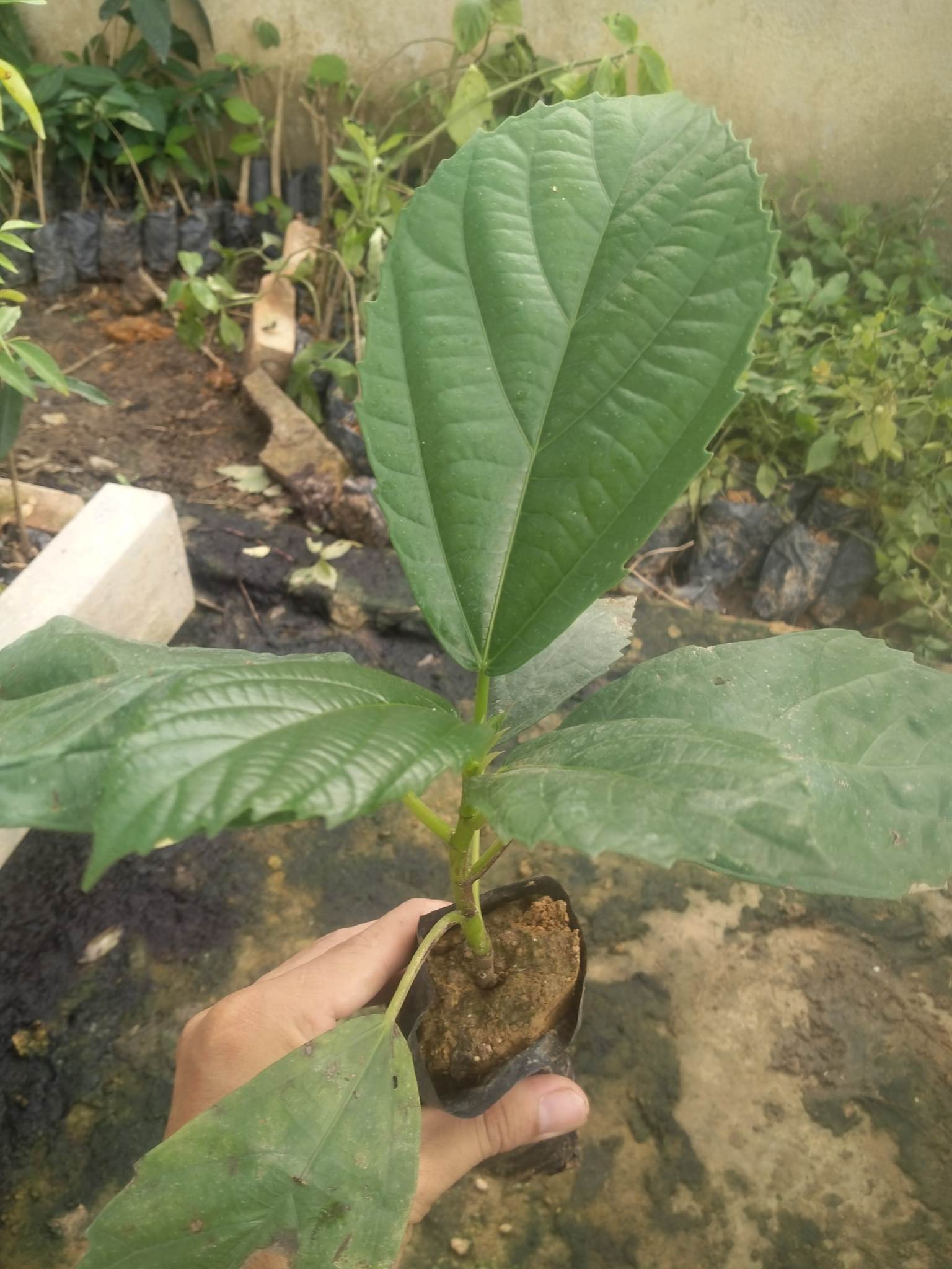Combo of 3 Standard Varieties of Mật Areca Palm and Ngọa Fruit Trees